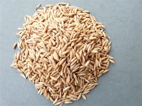 Pure Crop Paddy Seed, For Agriculture, Pack Size: 50 Kg, Rs 100 ...