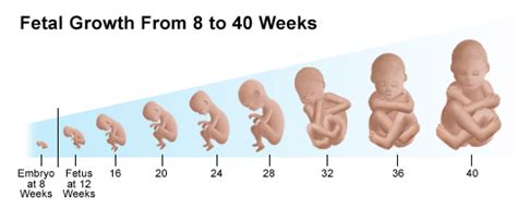 Pregnancy: First Trimester