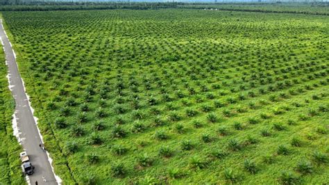 Peningkatan Tata Kelola Perkebunan Kelapa Sawit - Kantor Berita Sawit