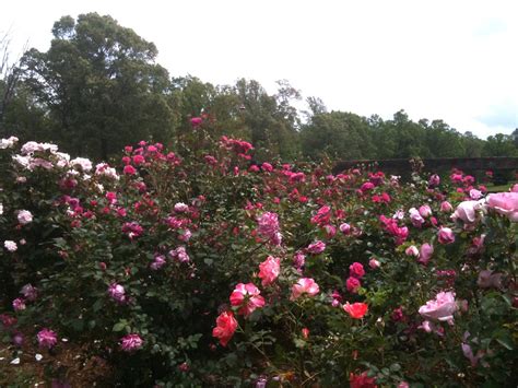 What Is The Proper Spacing When Planting Roses? - Fine Gardening