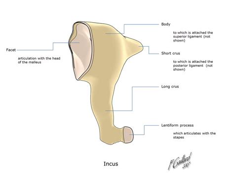 The incus is positioned between the malleus and the stapes. In actual function, the bone serves ...
