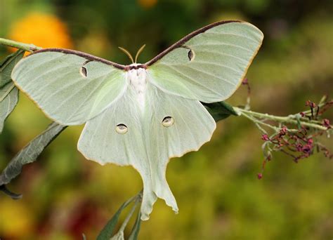 Actias Luna Foto & Bild | fotos, makro, natur Bilder auf fotocommunity