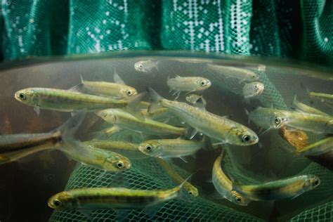 Fish out of water: How B.C.’s salmon farmers fell behind the curve of sustainable, land-based ...