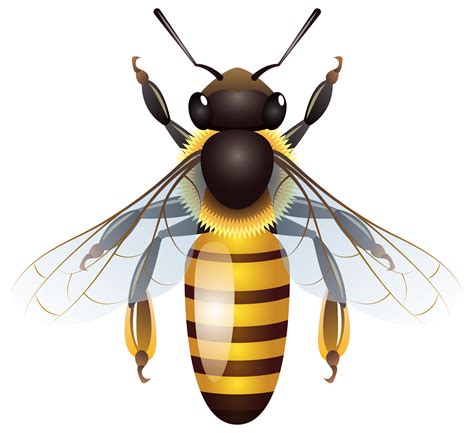 Honey Bee Clipart Realistic And Other Clipart Images On Cliparts Pub ...