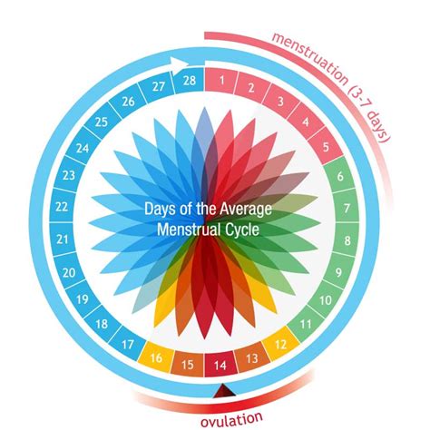 Understanding Ovulation - American Pregnancy Association