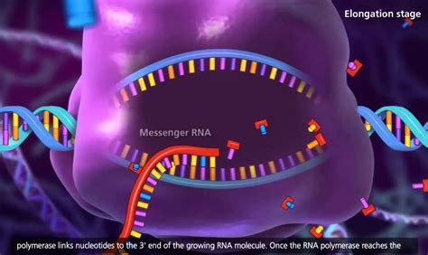 DNA transcription and translation [HD animation] | Dna transcription