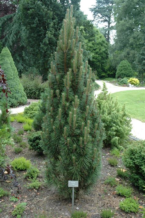 Pinus nigra 'Frank' Dwarf Columnar Austrian Pine - Kigi Nursery