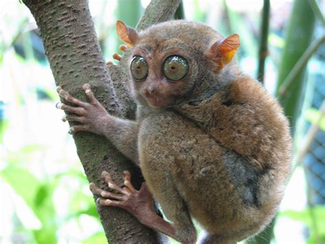 Tarsiers - The Big-Eyed, Ancient, Nocturnal Mammal - FactZoo.com