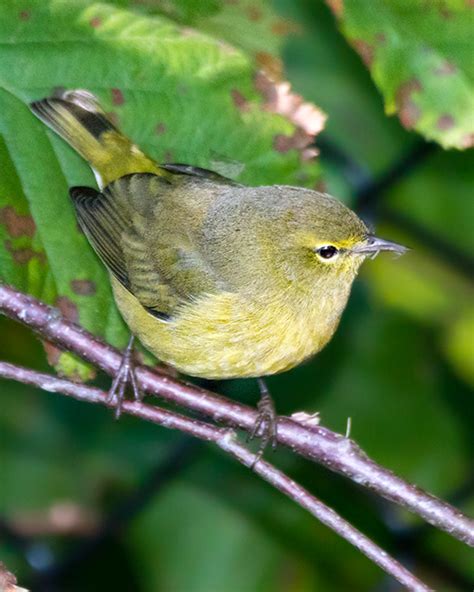 Orange-crowned Warbler