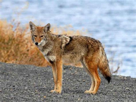 Are Coyotes dangerous? Information about Coyote diet and habitat