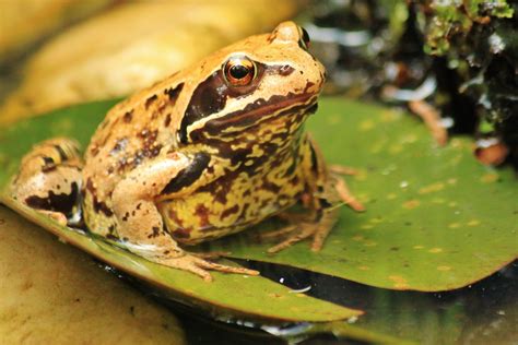 Free Images : water, nature, wildlife, pattern, portrait, toad, amphibian, close, aquatic plant ...