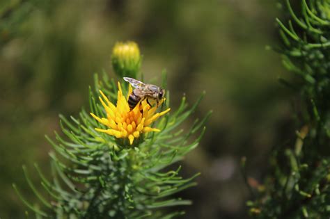 Bees are at the heart of biodiversity - SANBI