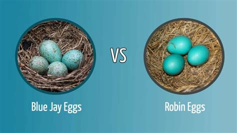 Blue Jay Eggs vs. Robin Eggs: How to Tell the Difference - Optics Mag