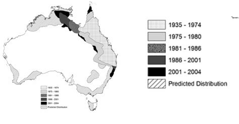 About Cane Toads - cane toads - Bufo marinus