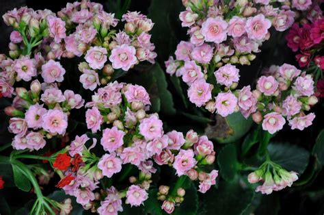 Flowers of the Earth: chinese new year flowers