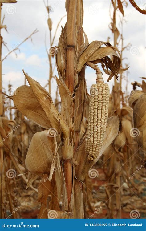 Photo of a Dry Maize-cobs in a Maize-field. Stock Image - Image of south, harvest: 143286699