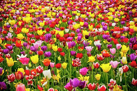 A Field Of Colorful Tulips In Spring by Steve Bly