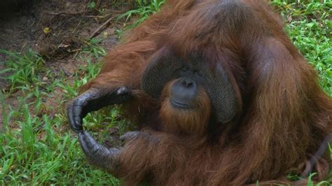 Orangutan Sign Language | The Ape Who Went to College | Science | Media Gallery | PBS LearningMedia