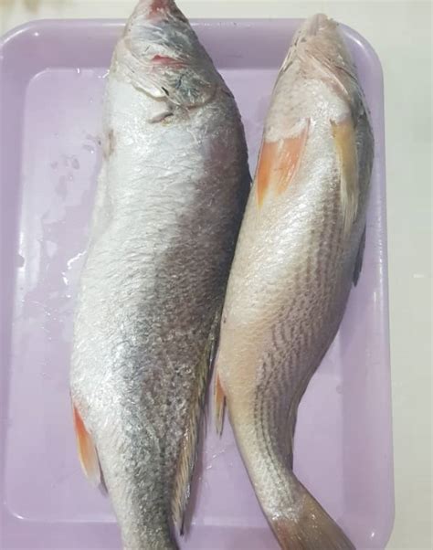 Croaker fish 1kg – Farm Fresh Grocery