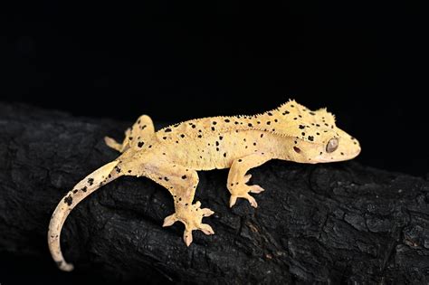 Super Dalmatian Crested Gecko | Fringemorphs