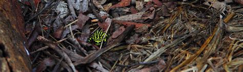 Corroboree Frog – Securing the survival of these critically endangered species