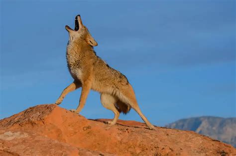 38 Different Types of Coyotes | NatureNibble