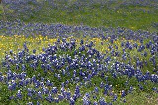 Ennis, Texas Bluebonnet Festival - Travel Post Monthly