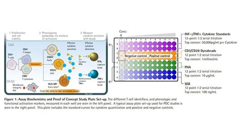 A Kinase Inhibitor Phenotypic Screen Using a Multiplex T Cell Activation Assay | Technology Networks