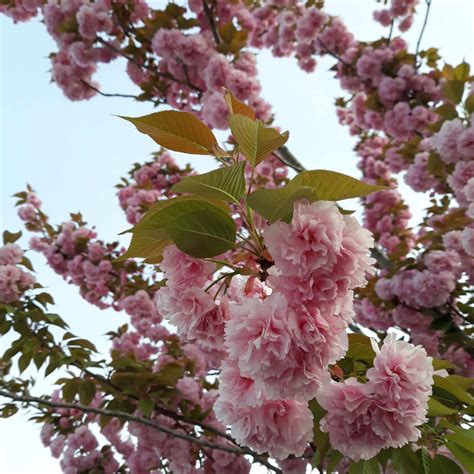 Japanese Flowering Cherry Prunus Serrulata Tree Seeds