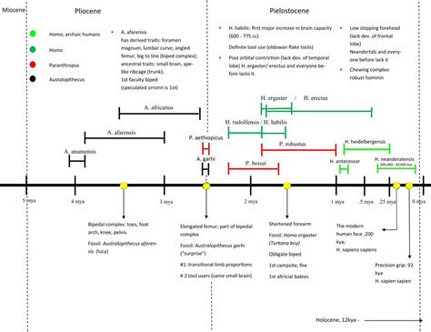 (PDF) Timeline of the evolution of Homo Sapiens - DOKUMEN.TIPS