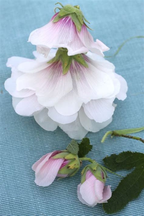 Make Hollyhock Dolls with your kids. Easy how to. Yay for nature! | Hollyhocks flowers ...