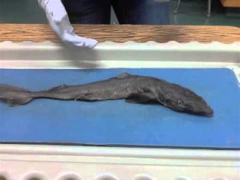 Dogfish Shark Dissection - YouTube