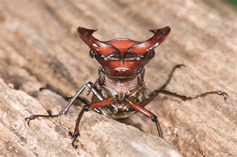 Elephant Stag Beetle - Stock Image - F031/4927 - Science Photo Library