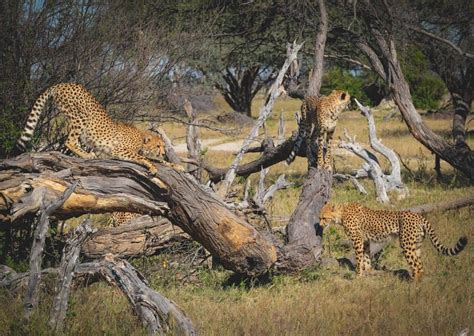 Hwange National Park Safari Guide: All You Need To Know