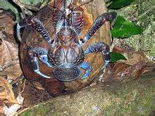 Coconut crab - Wikipedia