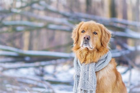 Download Depth Of Field Scarf Winter Dog Animal Golden Retriever 4k Ultra HD Wallpaper