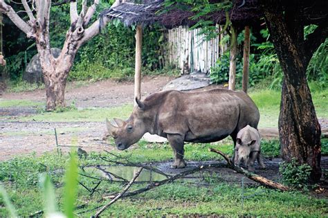 Rediscovering Wildlife at Bali Safari and Marine Park - NOW! Bali