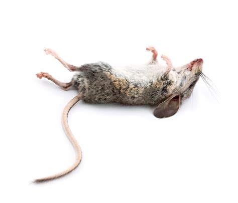 How Do Dead Mice Smell? Is it Recognizable? - Mouse Control