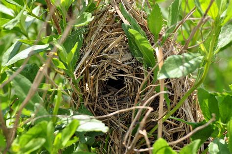 Marsh Wren nest. Maurice River Watershed area. Jim Maddox,… | Flickr