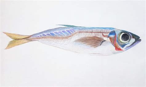 Atlantic horse mackerel – Framed Fish Project