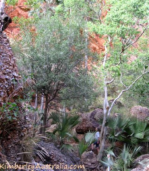 Bungle Bungles Pictures - Photos Of Purnululu National Park