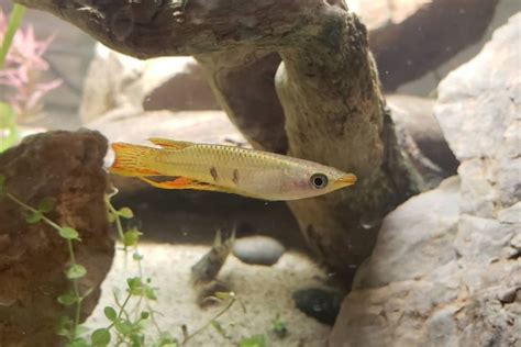 Golden Wonder Killifish: Care, Diet, Breeding & more