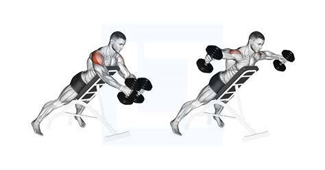 Dumbbell Reverse Fly - Guide, Benefits, and Form