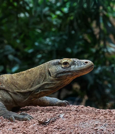 Khaleesi the Komodo dragon swoops into London Zoo | London Zoo