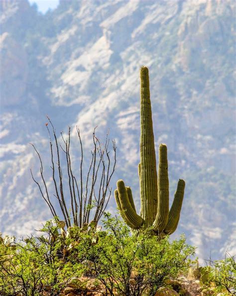 Love the Sonoran desert | Cactus plants, Sonoran desert, Cactus