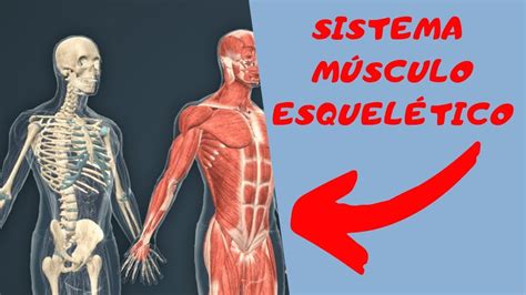 Anatomia Del Musculo Esqueletico