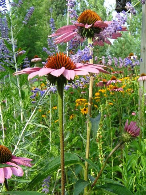 We have let the purple cone flower take over our back yard. | Meadow ...