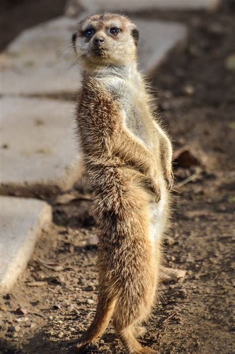 Meekrat stock image. Image of wildlife, sdzoo, meekrat - 41338763