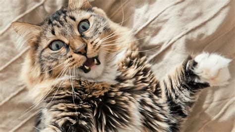 25 Cat Behaviors That Seem Random, but Really Aren't