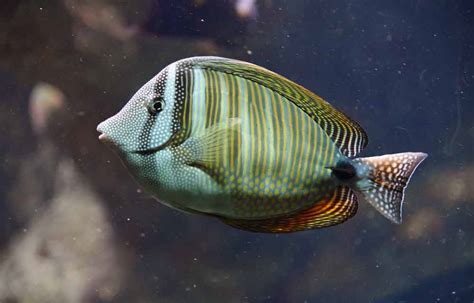 Red Sea Sailfin Tang - Care | Size | Reef Safe | Bubble Algae - SeaFish